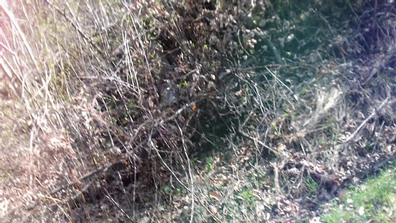 Środowisko życia mszaków i paprotników